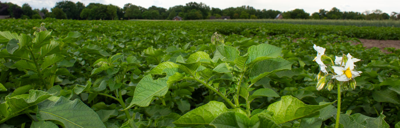 Kartoffelpflanze vor der Blüte auf einem Feld mit Baumgruppe und Bauernhaus im Hintergrund