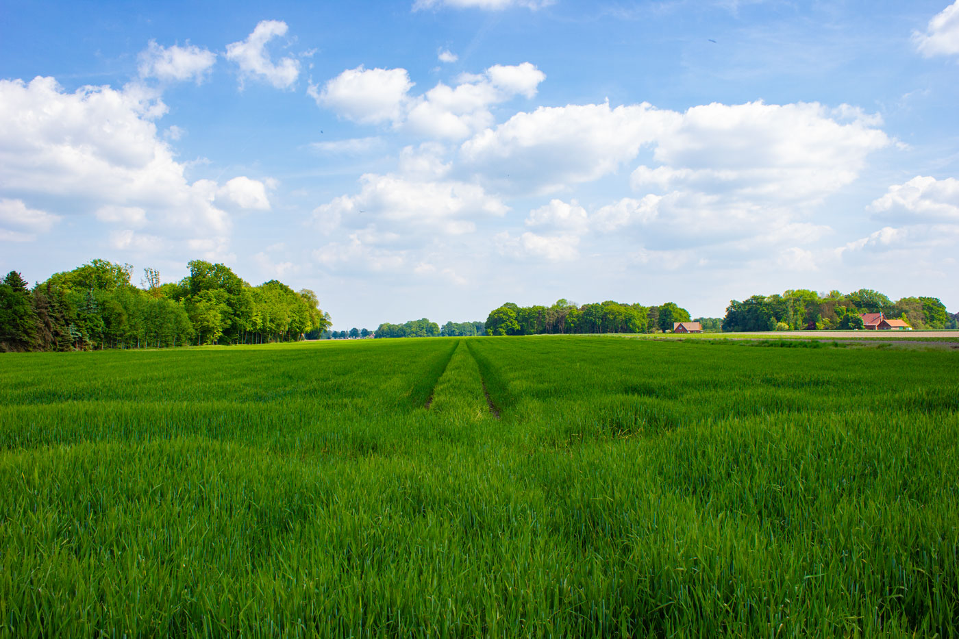 Landschaftsbild zeigt junges Getreibefeld mit Bäumen und Bauerhäusern im Hintergrund und einem leicht wolkigem, blauen Himmel