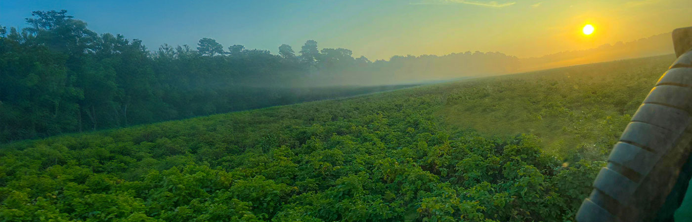 Morgentliche Feldarbeit, Landschaftsbild bei Sonnenaufgang auf dem noch nicht bllühende Pflanzen zu sehen sind. Im Hintergund Dunst und Wald